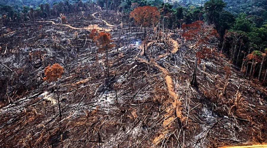 [Desmatamento na Amazônia dispara com Bolsonaro ]